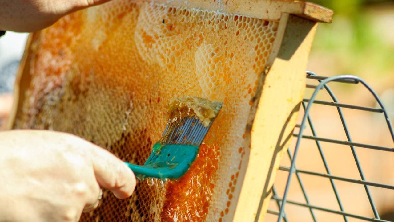 Raw Honey vs. Processed Honey: What's Actually Different?